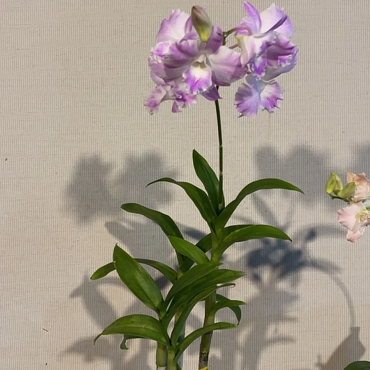 当前无花朵，栽培后可花朵素喉卡娜934