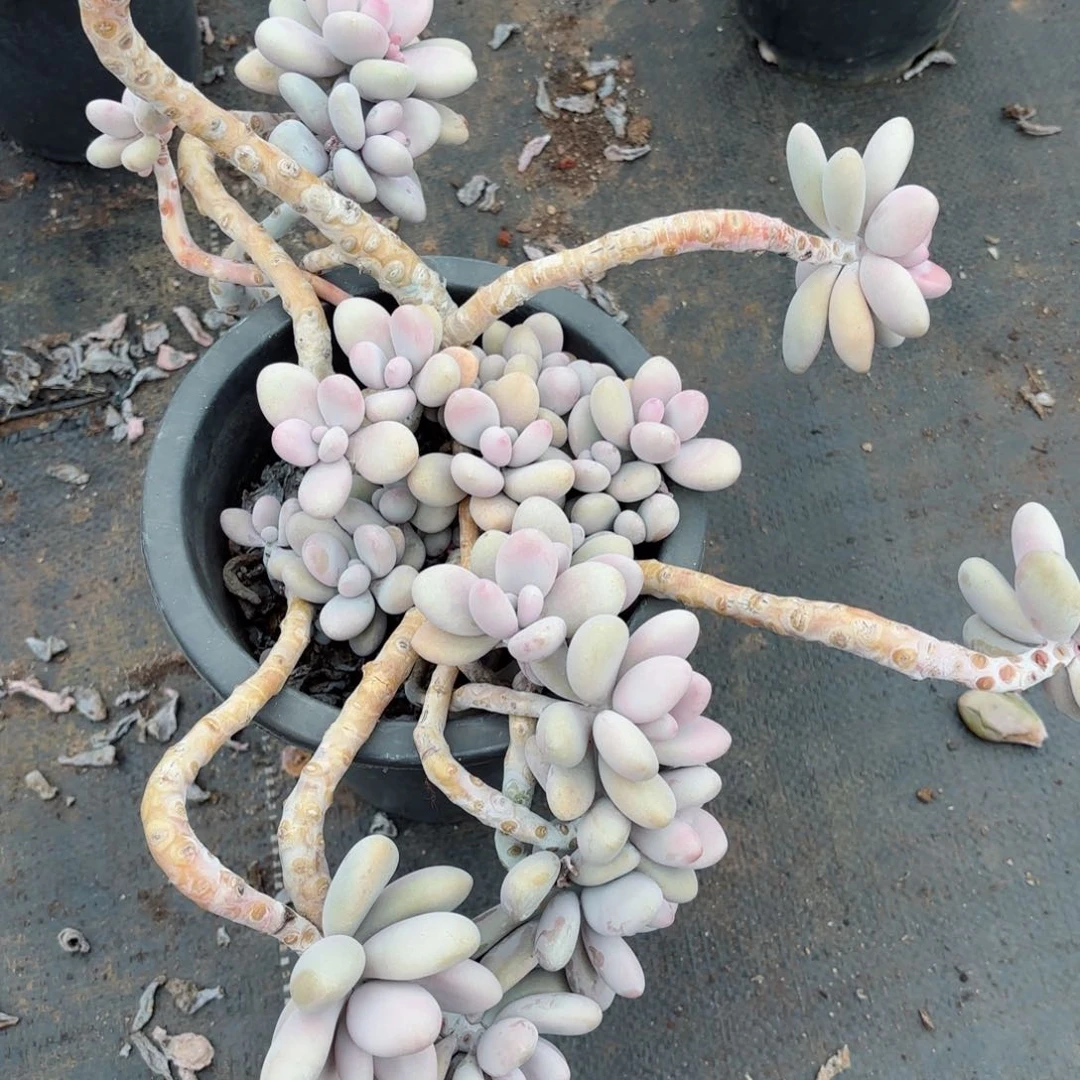 啊****！桃蛋4-24。