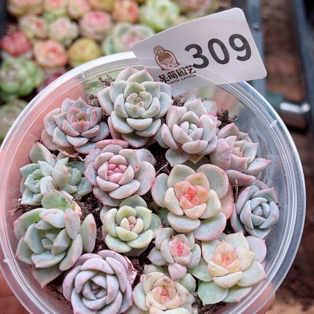 多肉植物多肉植物