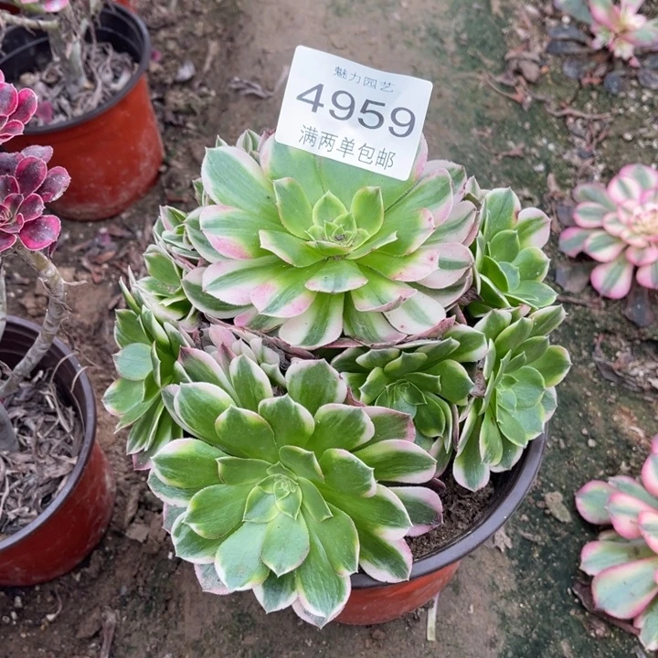 4959海王的人多肉的