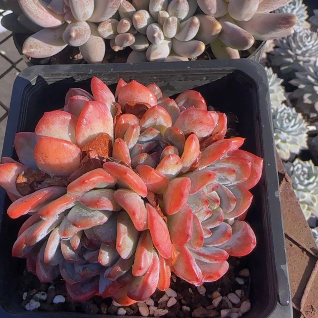 【闪购商品】四头全明星9.9