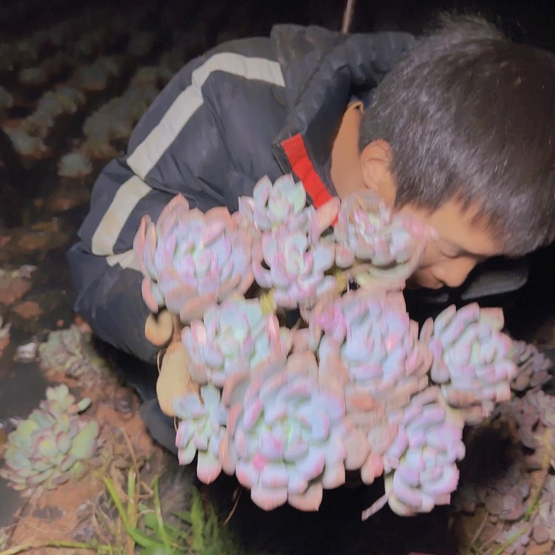 地栽灰姑娘多肉多肉
