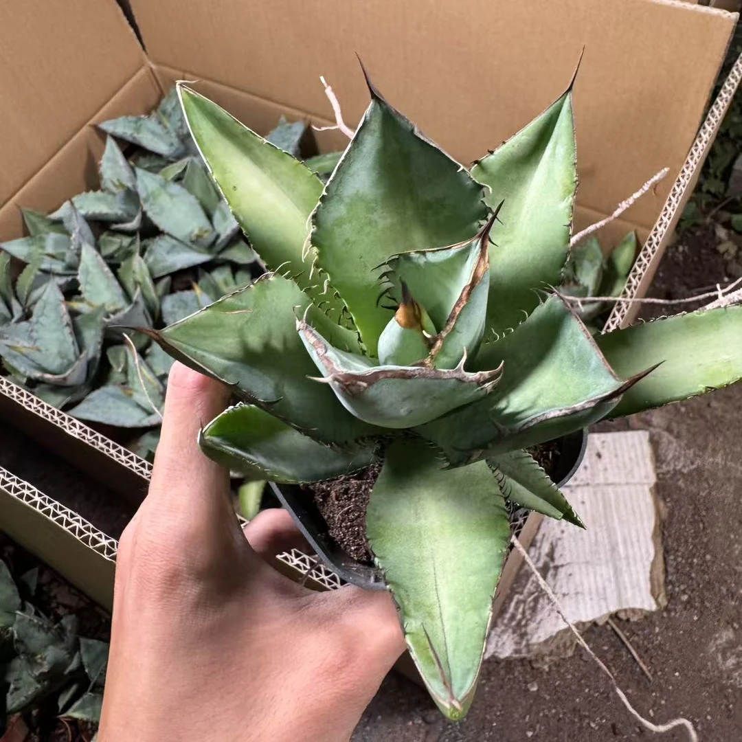 熊猫 仙人球植物漳州基地直发货 新手好养 室内外