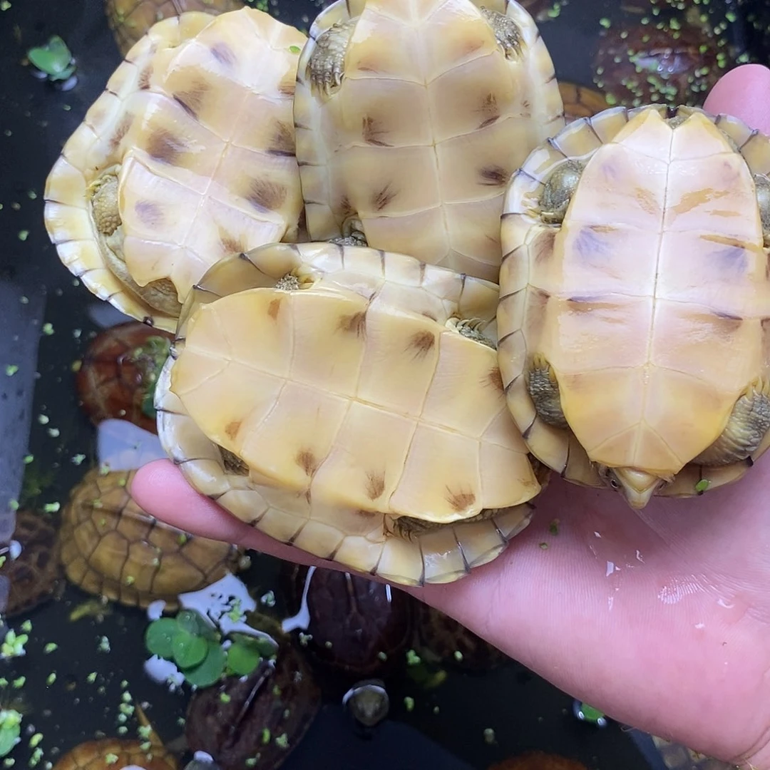 母绿毛龟大*子11