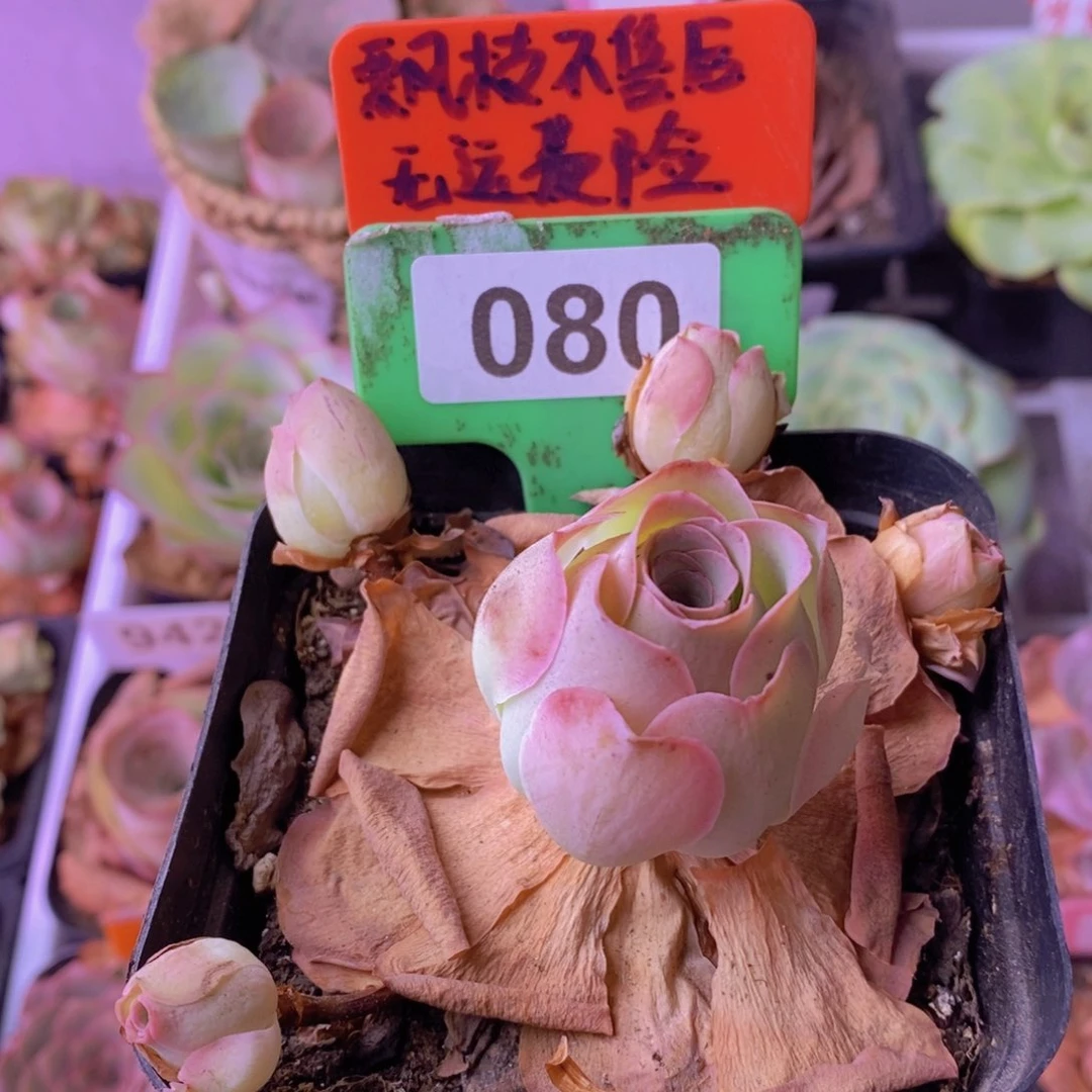 情澜玫瑰一物一拍080