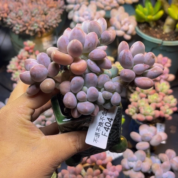 汤圆树404/12cm有砍