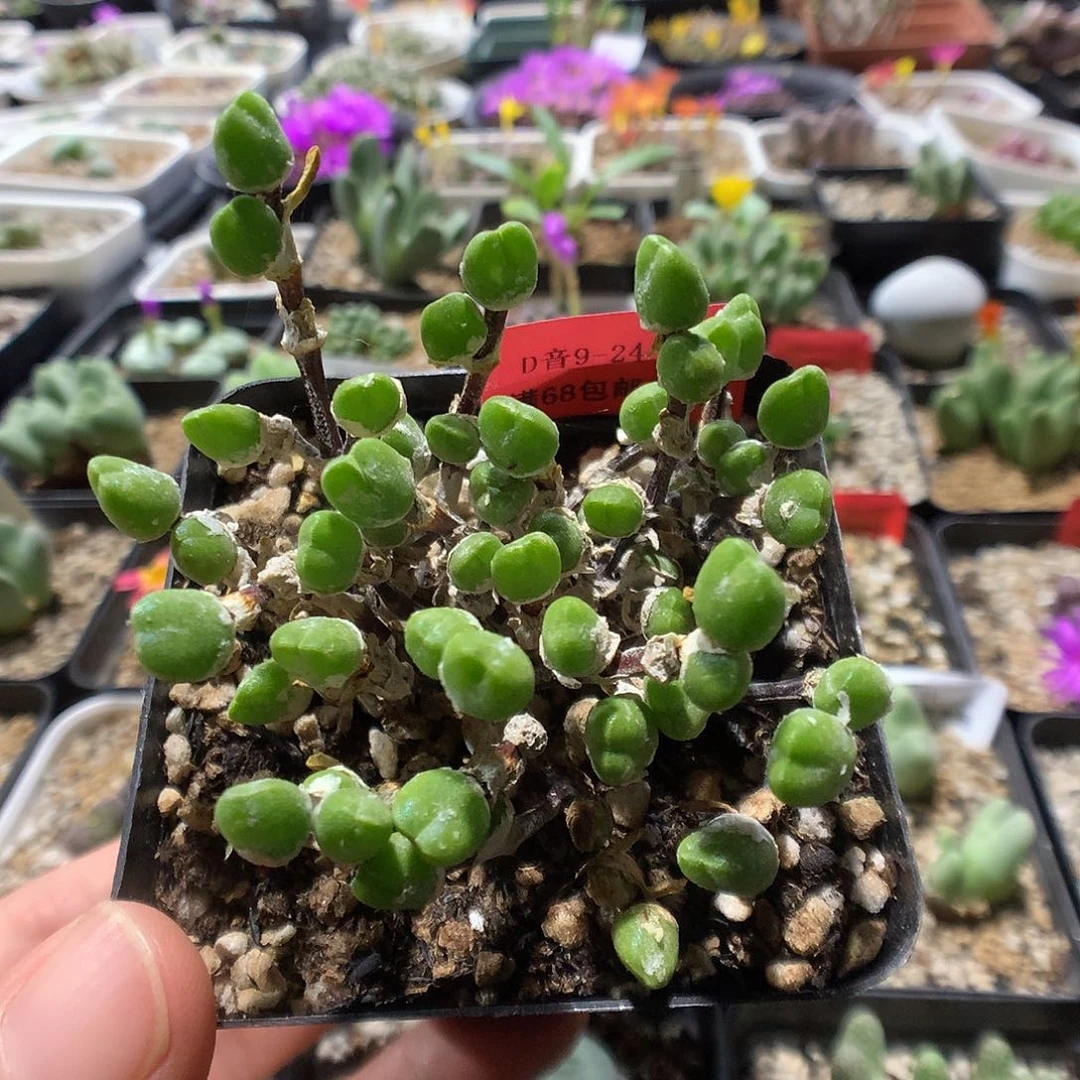 9-24-26    冰糕1颗