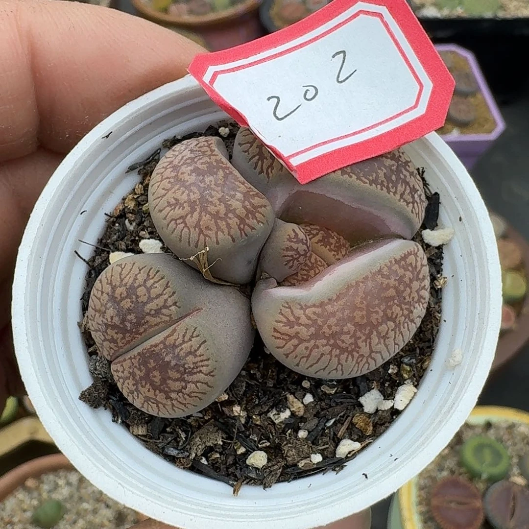 202的呼呼呼几句话