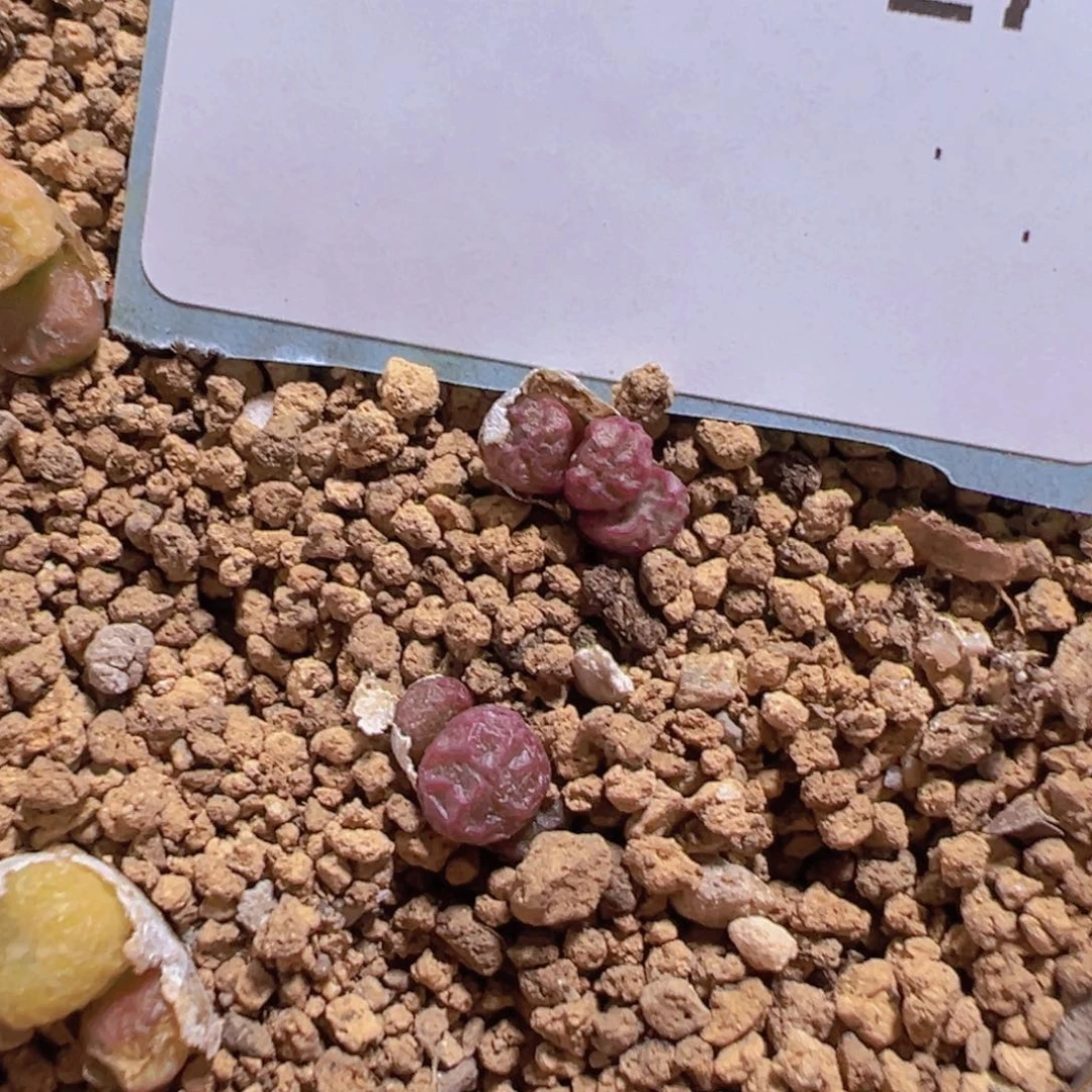 30-277量拍饺子皮一群，多肉