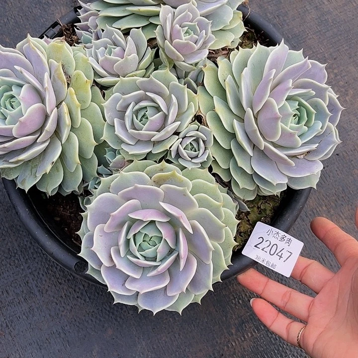 暮**临雷娜莲群22047