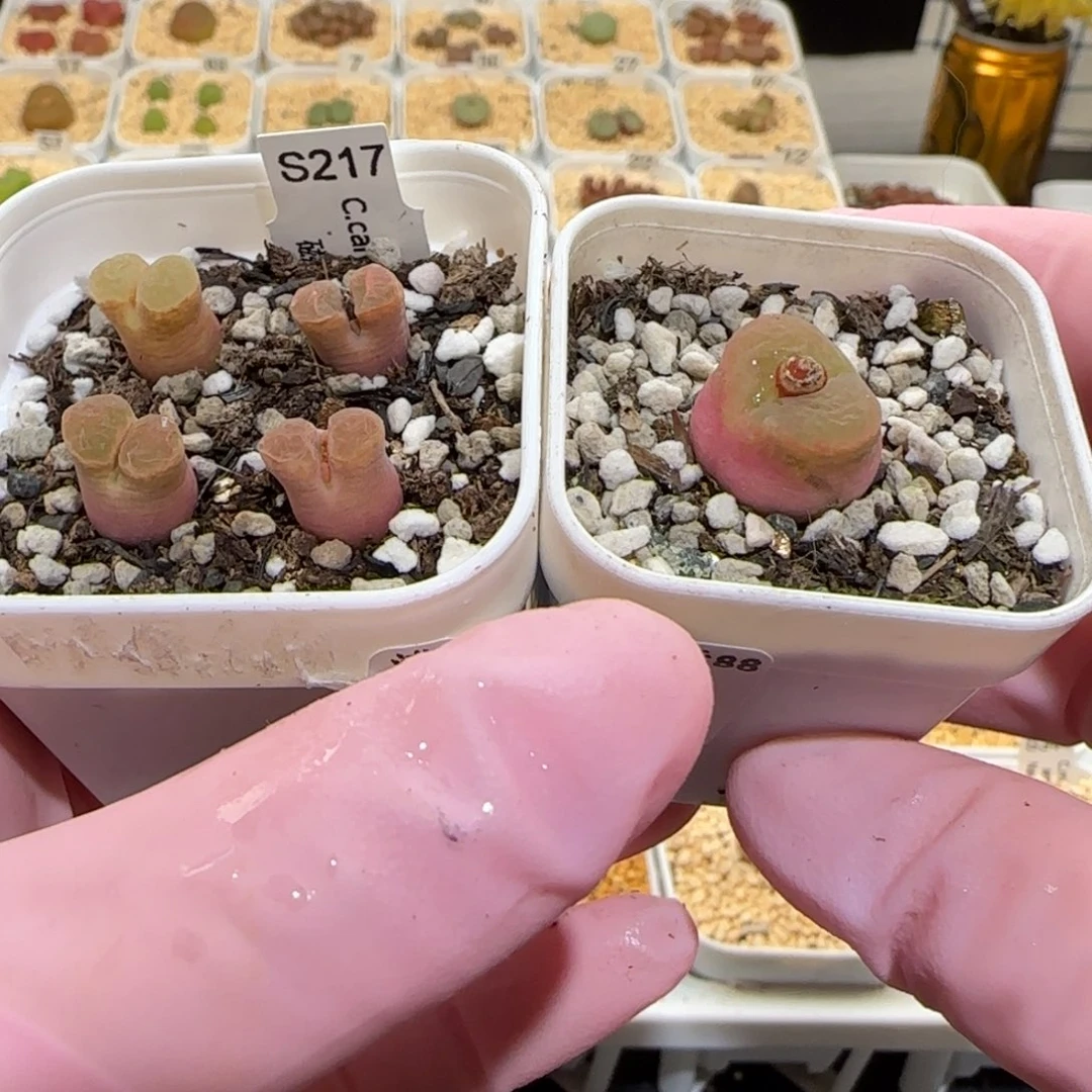 熊*熊肉锥多肉植物百科-480