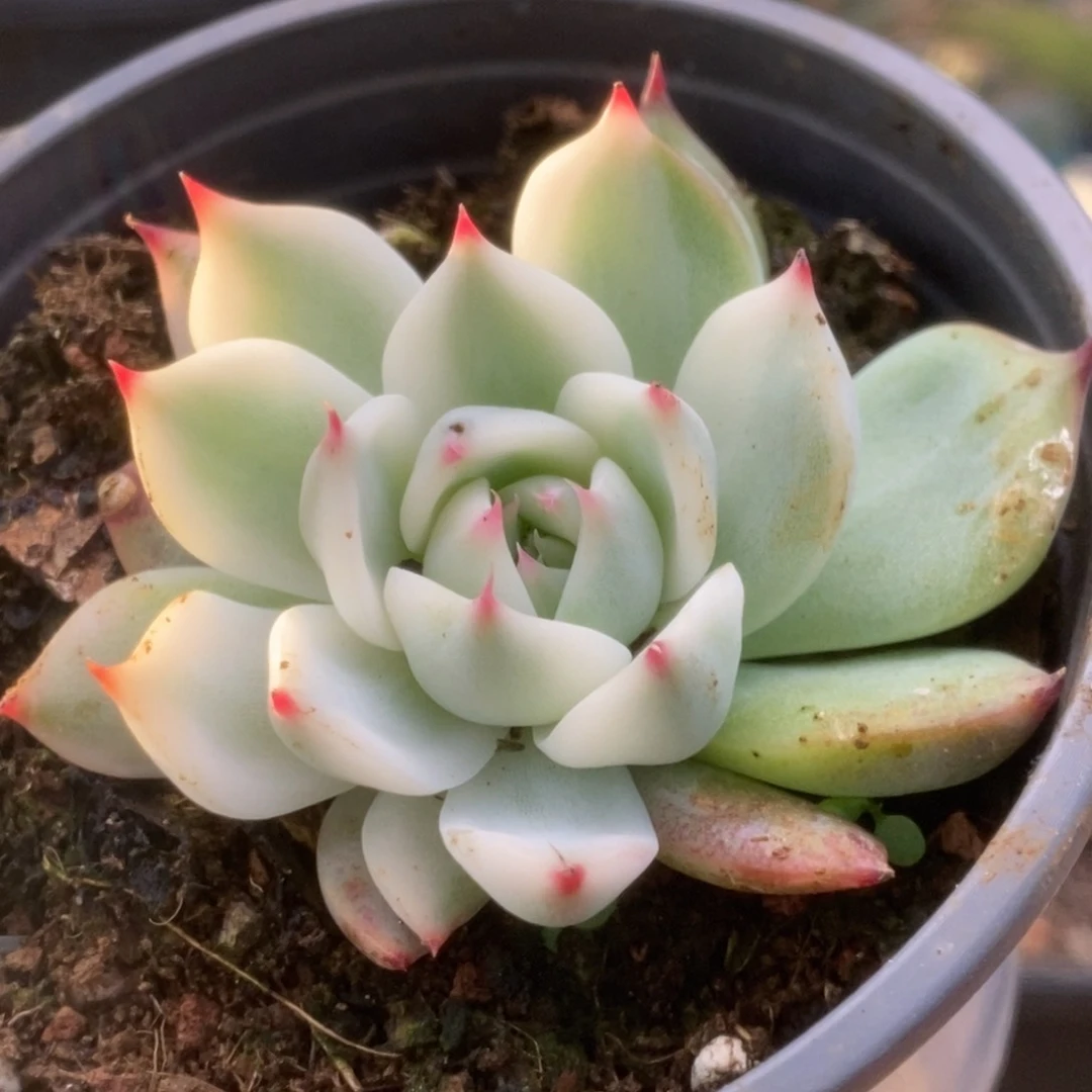 559福利锦锦锦锦锦锦锦