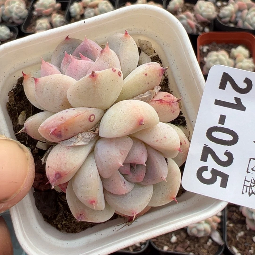 小卡拉米糖心一物一拍21-25