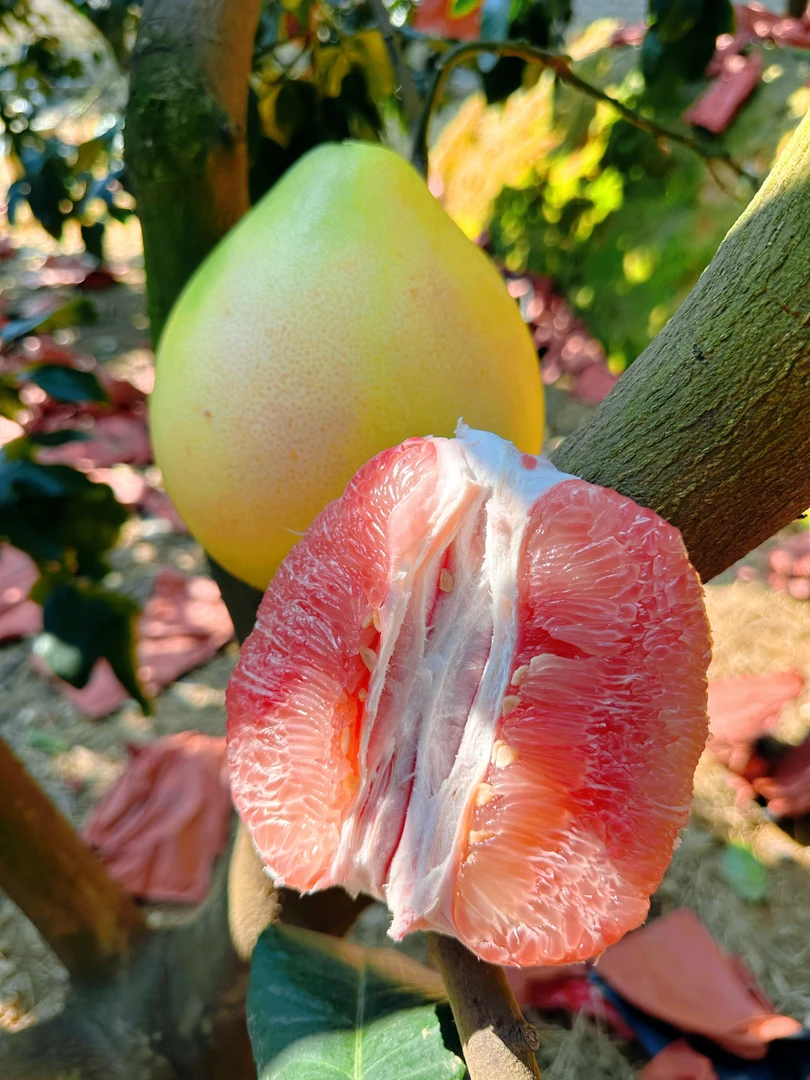 福建平和琯溪三红蜜柚新鲜当季水果皮薄多汁清甜可口