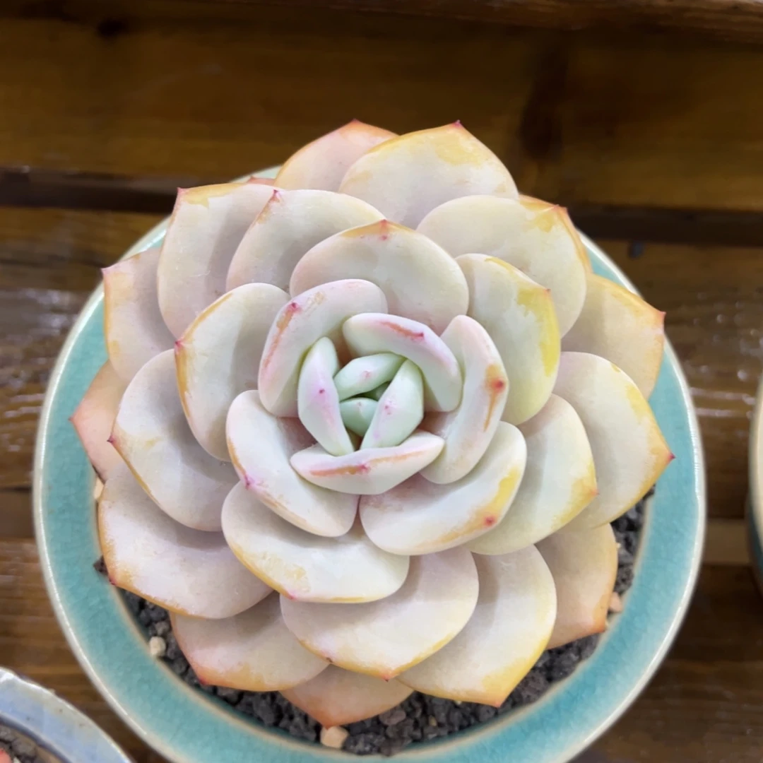 张张精品多肉奶茶