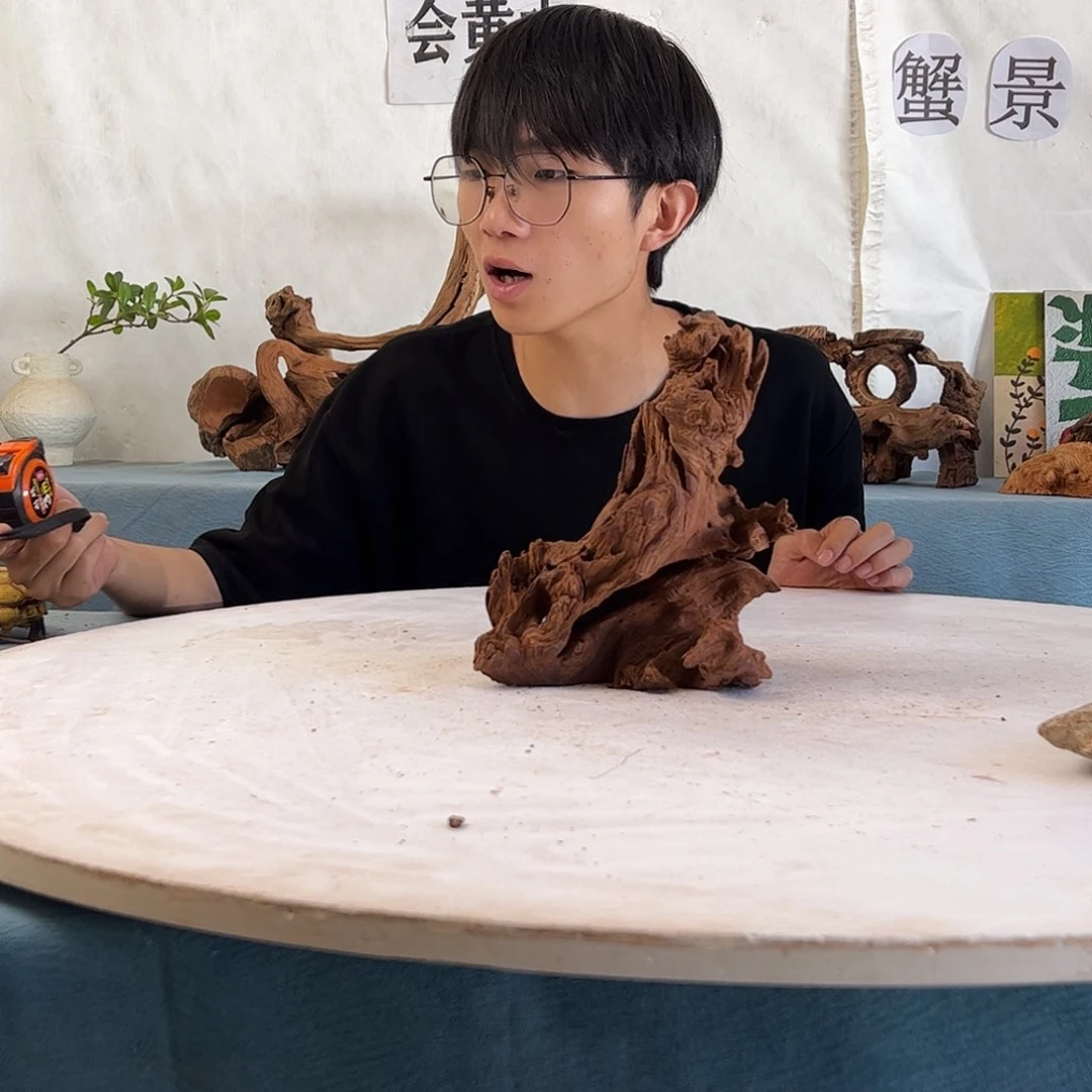 沉木造景寄居蟹造景