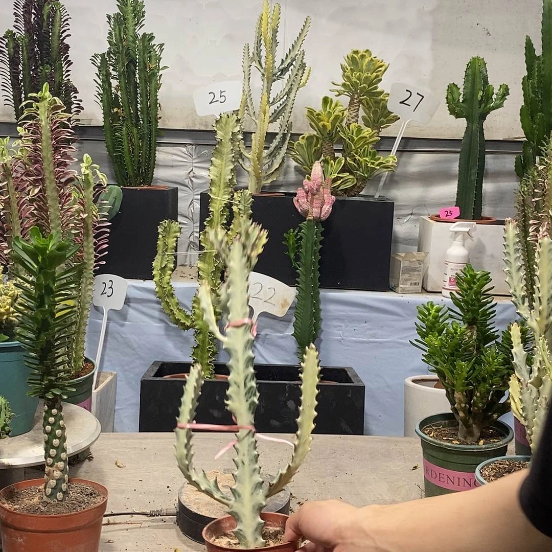 当前无花朵，栽培后可花朵白龙骨一物一拍