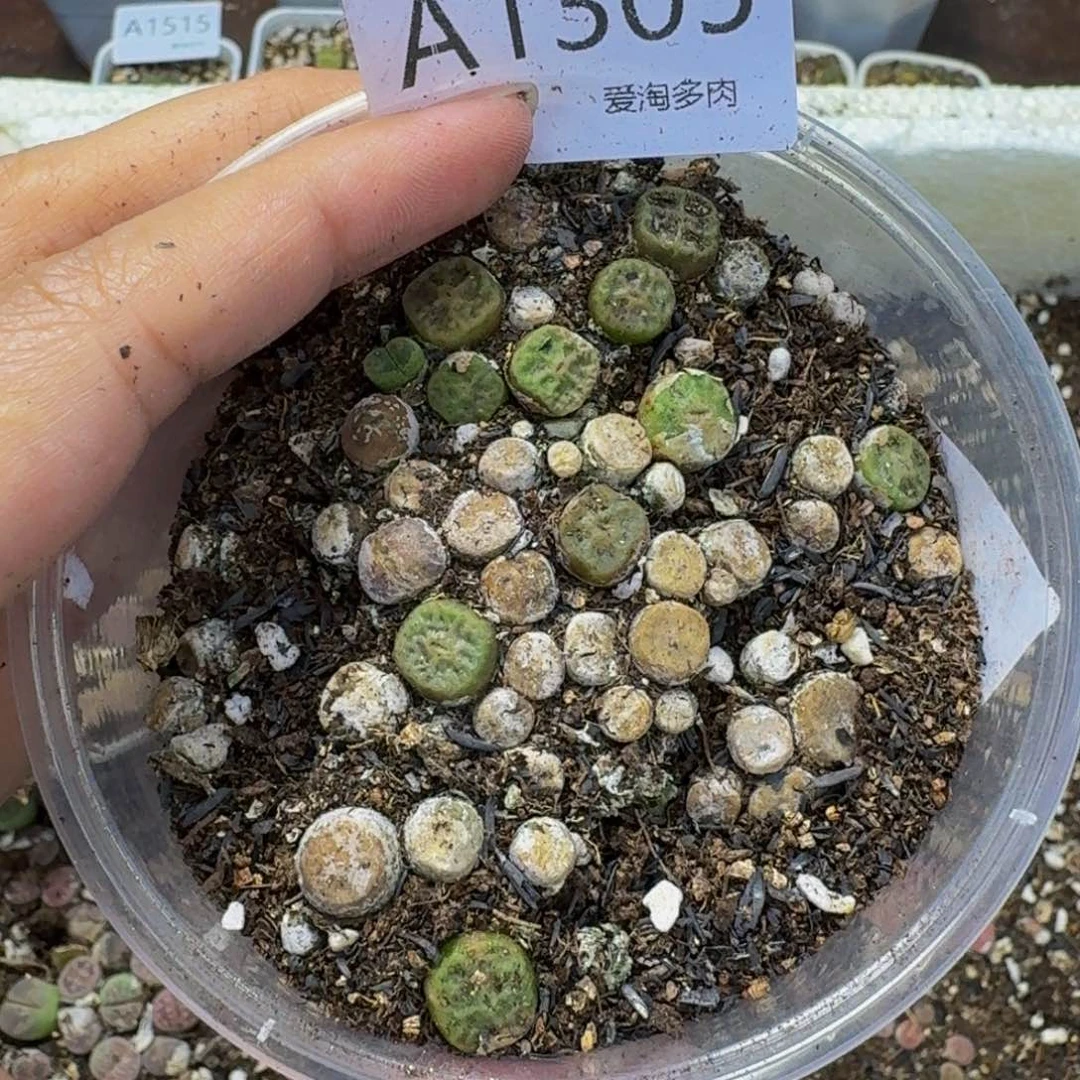 1305 生石花和肉锥