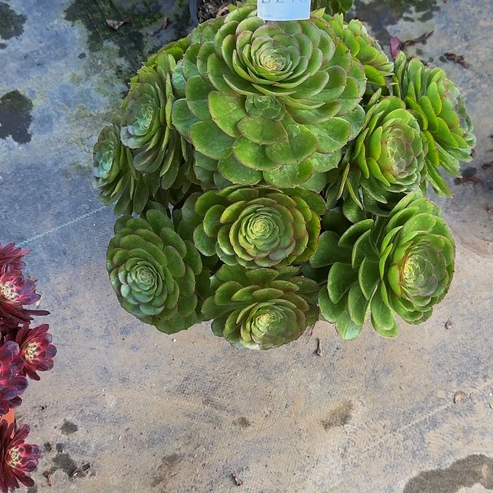 小***.000000000000000218沙拉碗多肉植物