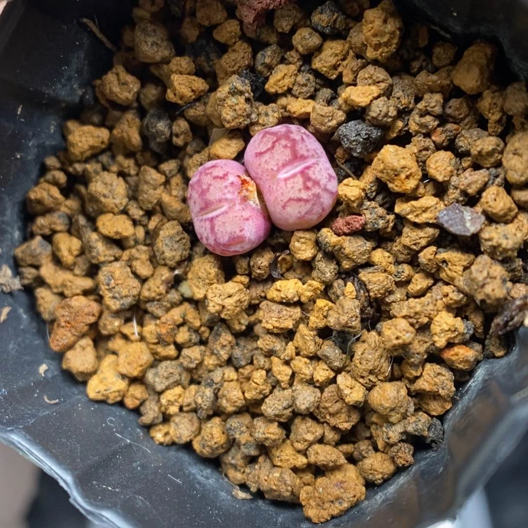 多肉植物肉锥杂交K-3815 毛杂安贞