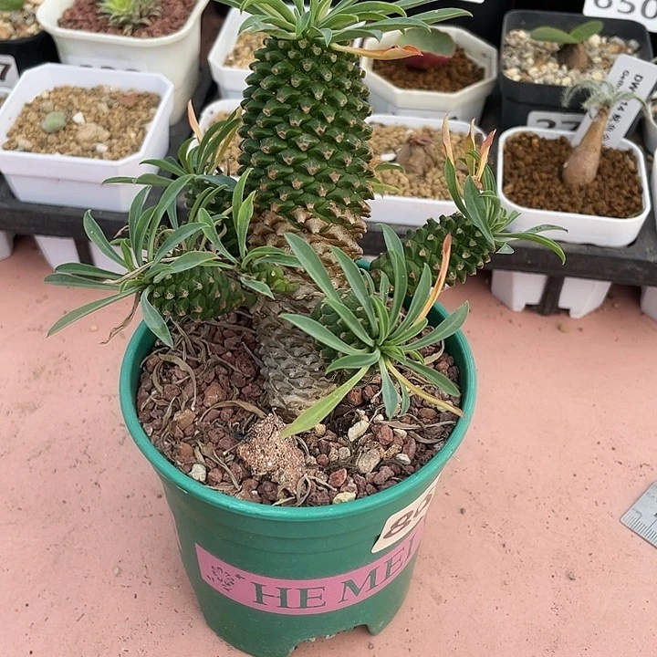 865铁甲麒麟大戟植物