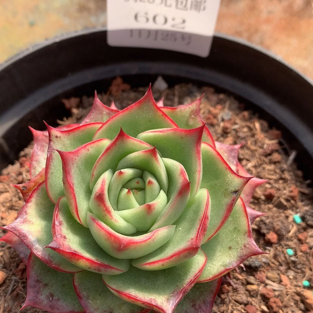 【闪购商品】云602号