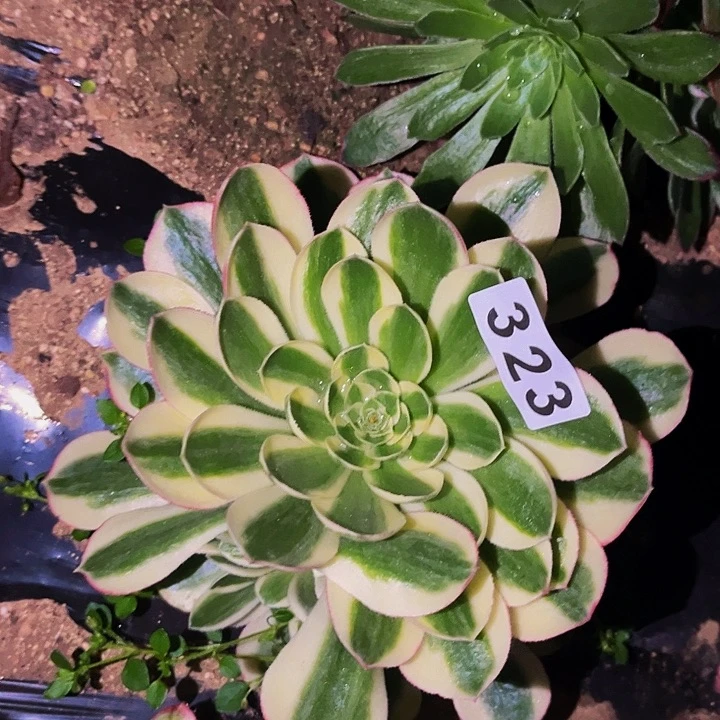 323红楼梦多肉植物处理不售后