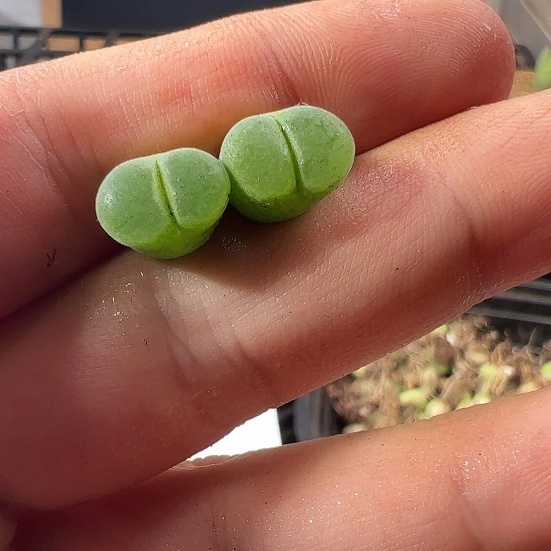 0000398一物一拍莉迪亚薄荷风铃MG1797.67