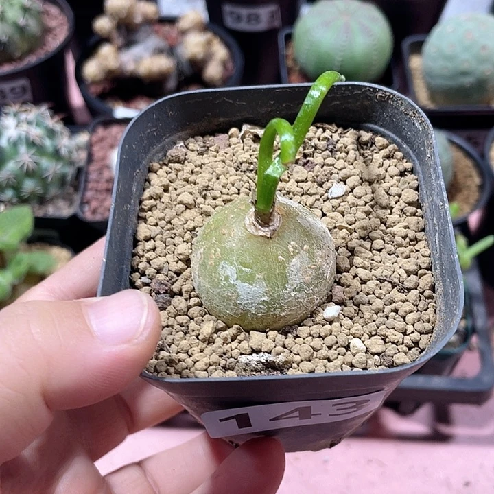 143大型仓角殿块根