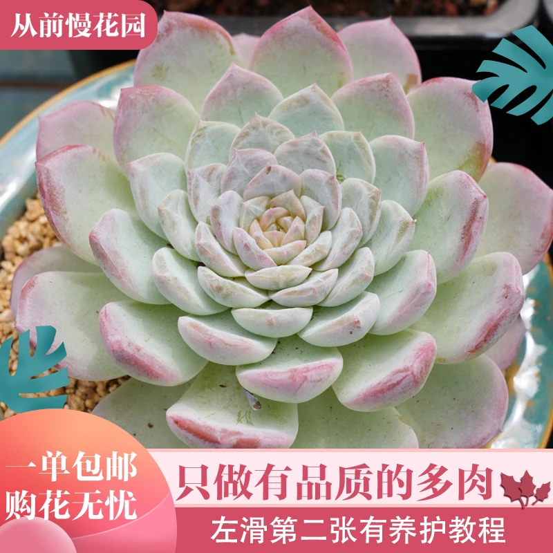 046-雪酥-从前慢花园东云系多肉植物