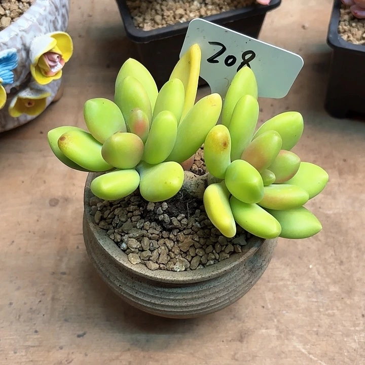 多肉植物，芒果奶208号