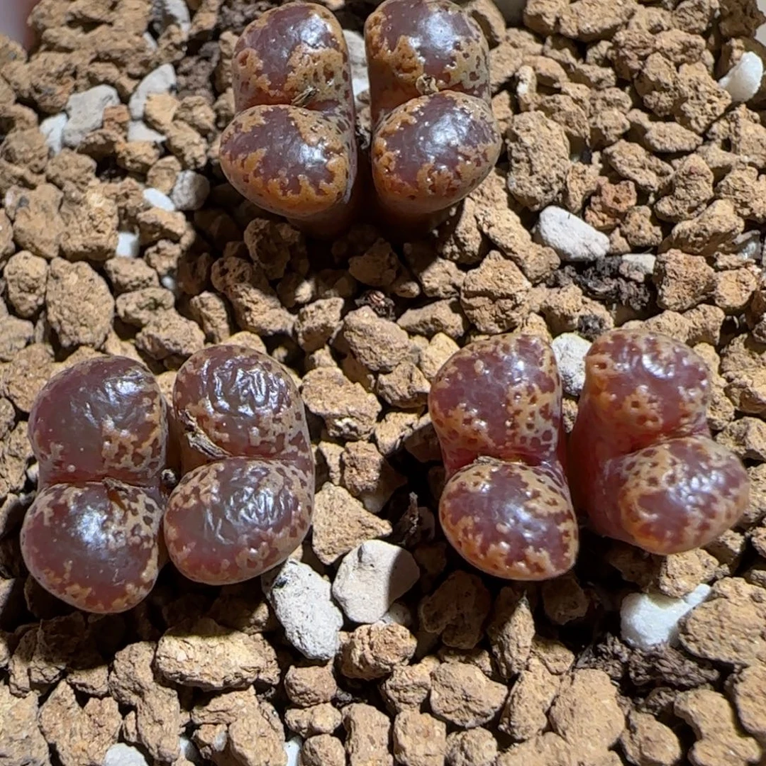 肉锥多肉植物好看-勋章一盆1640