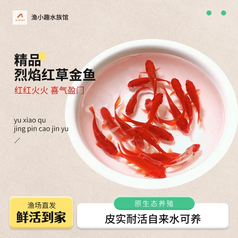 懒人养小草金鲜活好养耐活冷水鱼锦鲫鲤观赏淡水红锦鱼养殖小金鱼