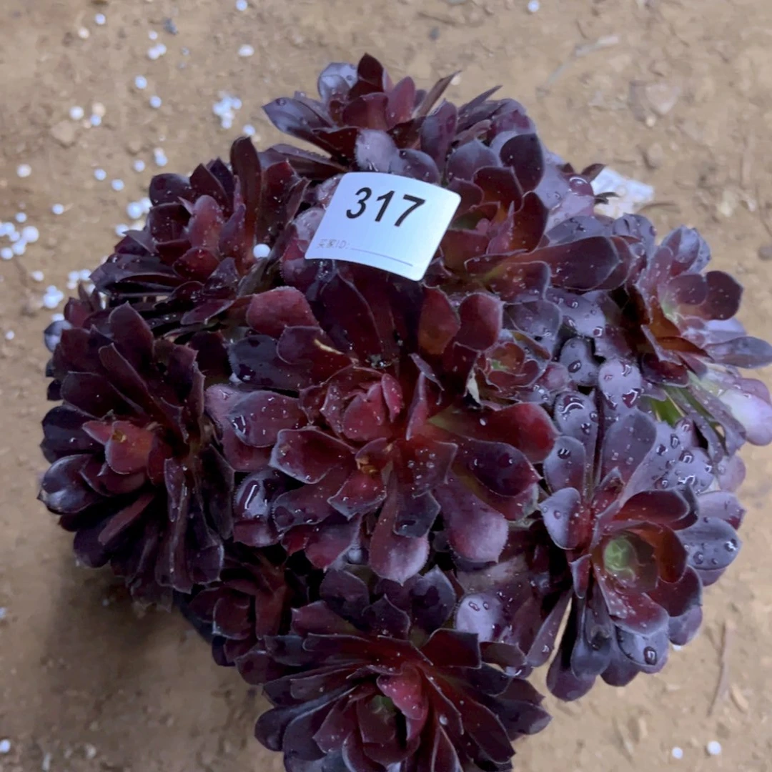 317荷兰玫瑰多肉植物