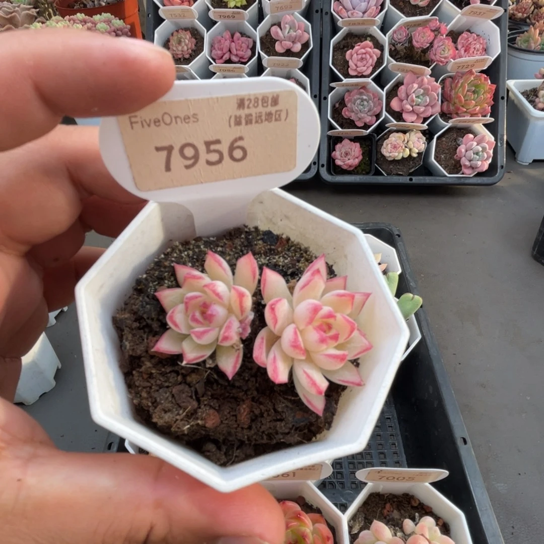 7956女王 5.0厘米