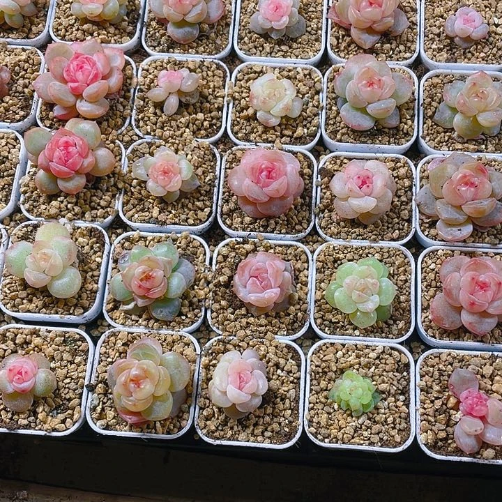 桃坞穴一个满25包邮