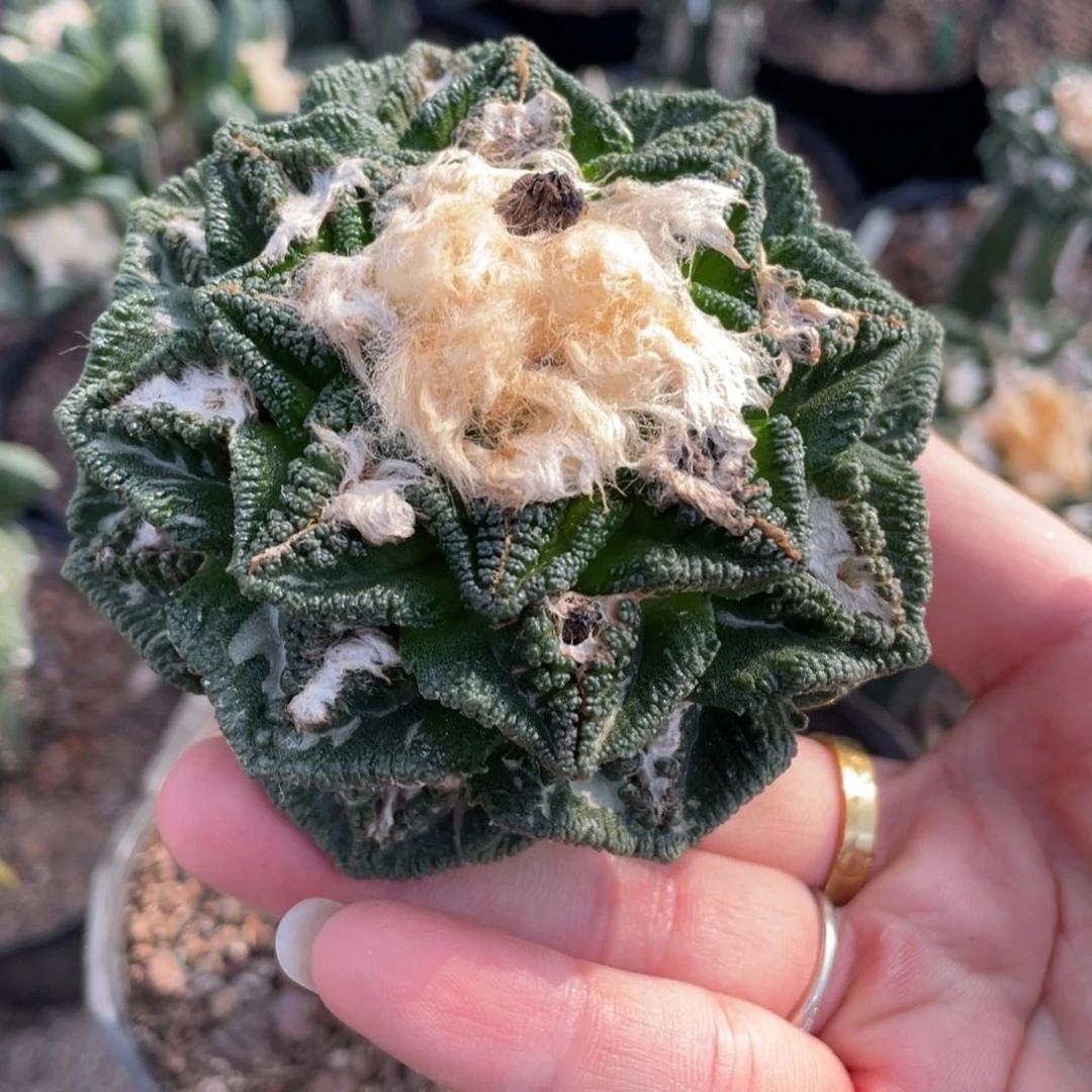 嫁接螺旋辛顿牡丹