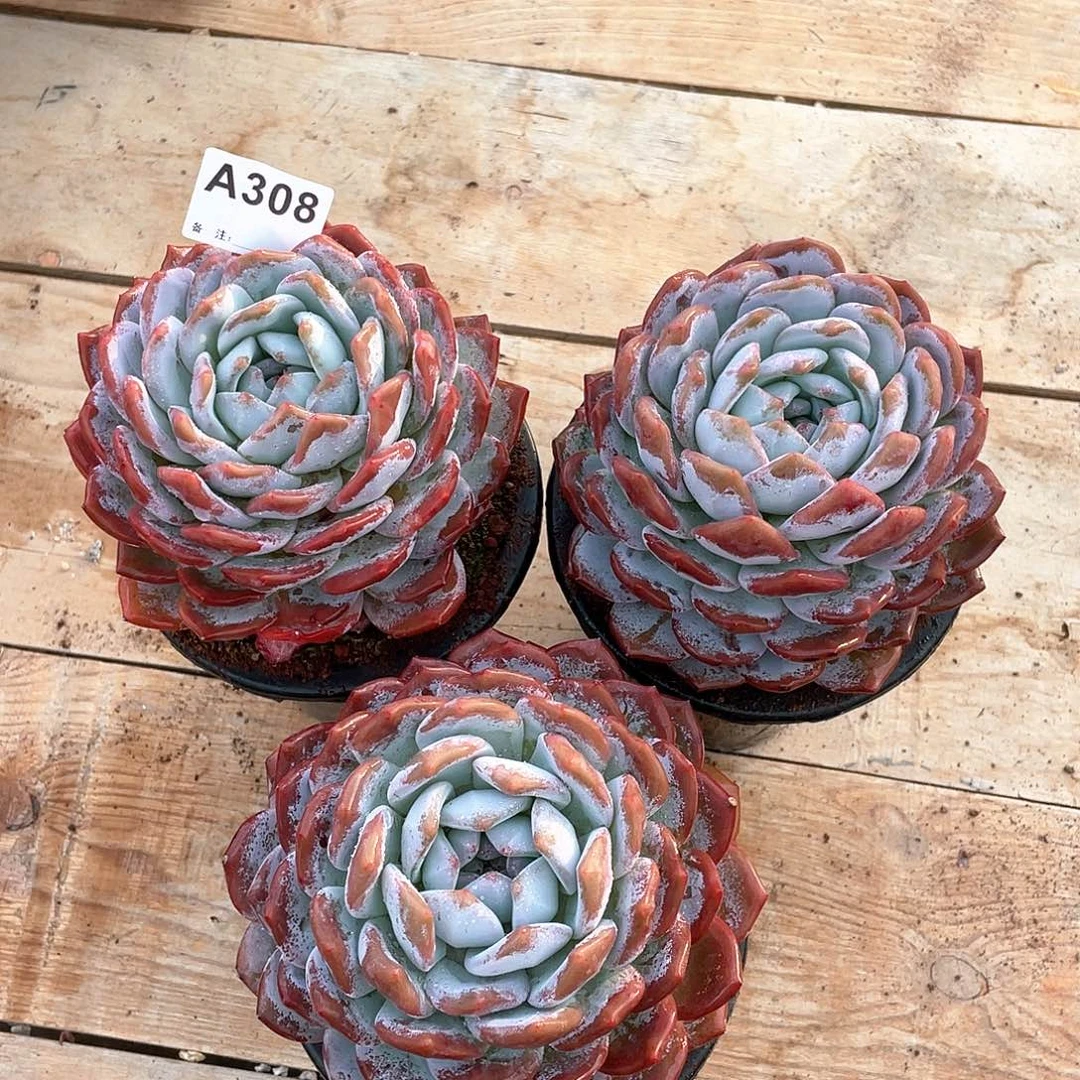 308多肉植物多肉植物
