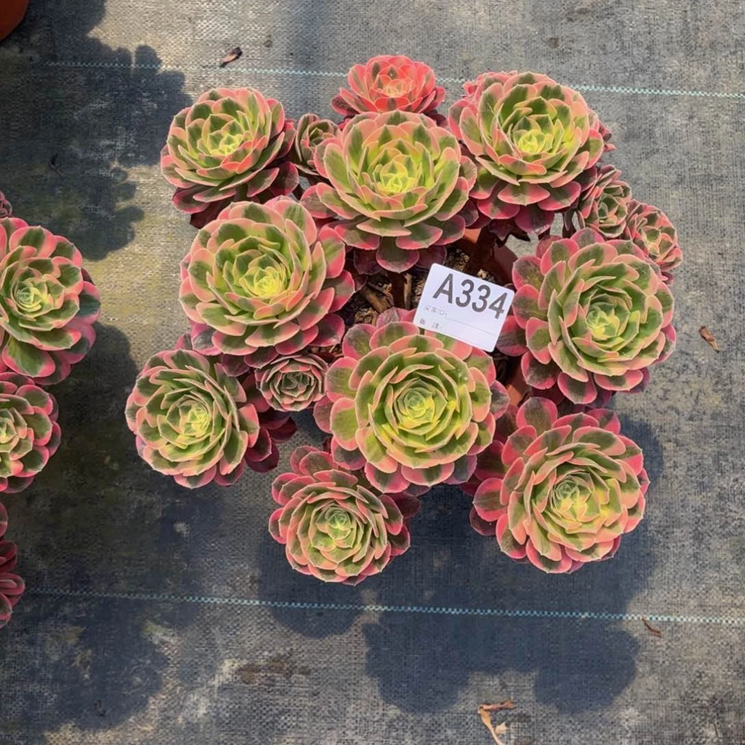 毛*多肉女郎0000000334