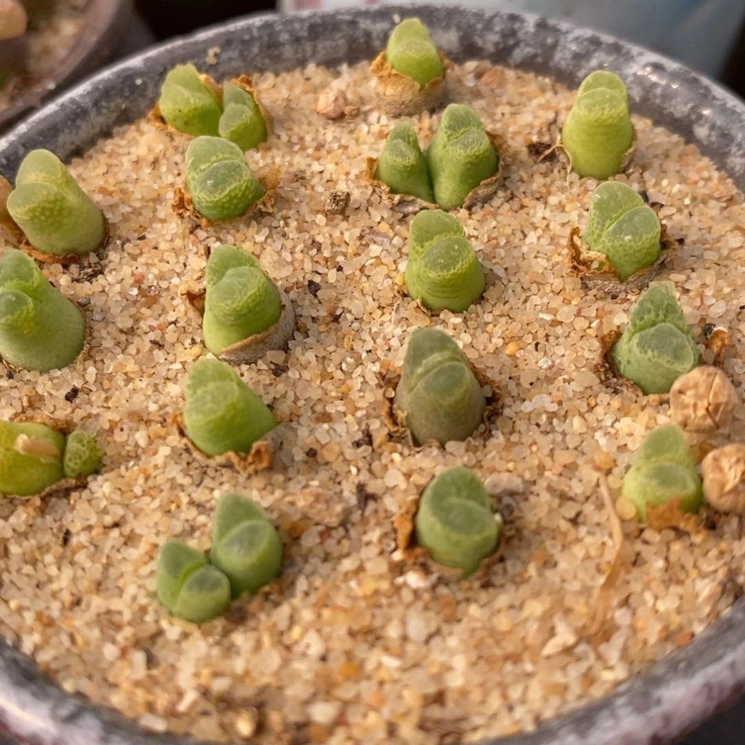 奶瓶风铃10颗一组