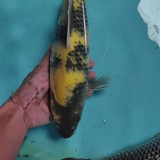 锦鲤锦鲤顺丰到付不包邮