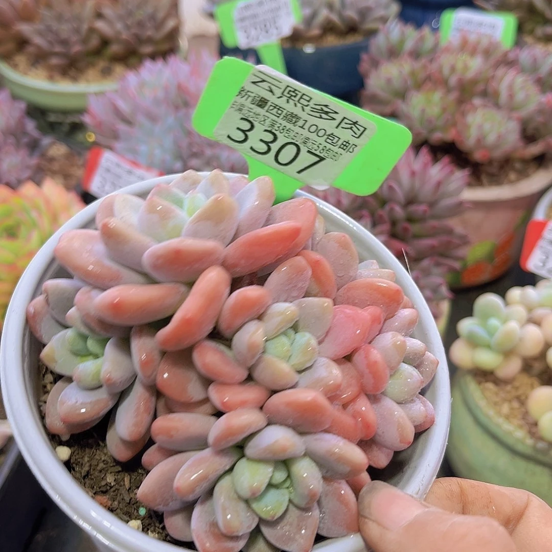 3307红洛神多肉植物