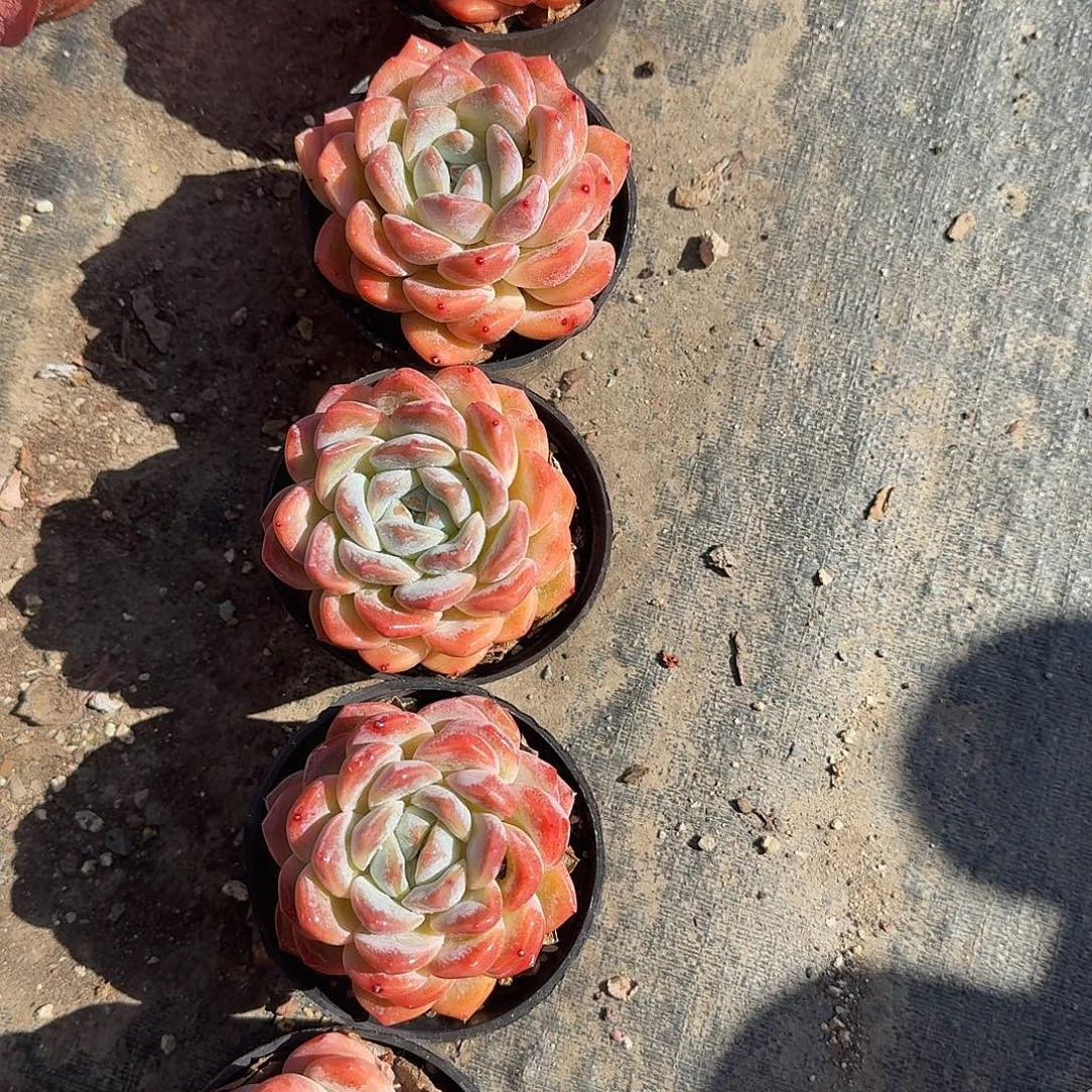 厚梦多肉植物茎精品