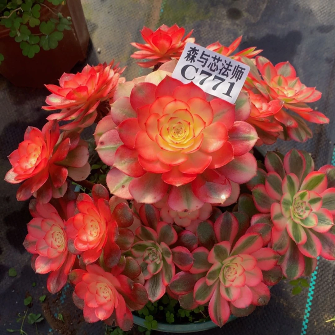 【闪购商品】771荔枝