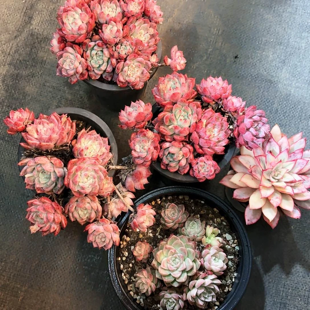 000000000000000000000000008