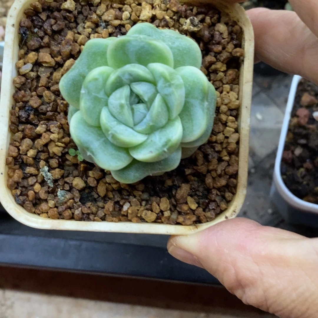 精品多肉一物一拍不包整234