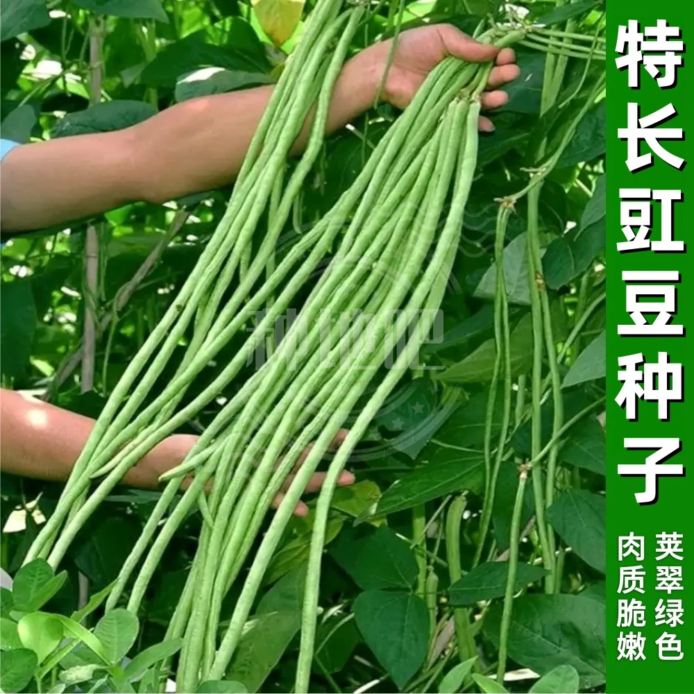 长豆角种子豇豆种子摘不败长豆角荚多嫩正宗豆角籽高产豆角豇豆