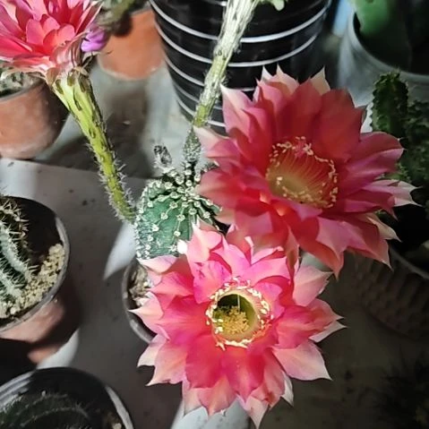 实生黑金刚高16厘米左右特74