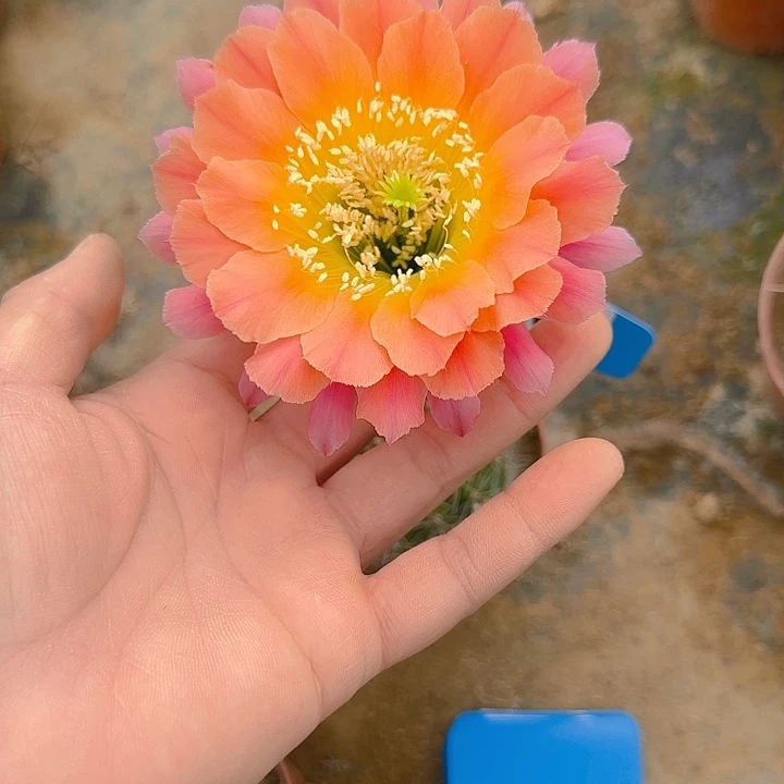 266 掰花脱土发货彩草