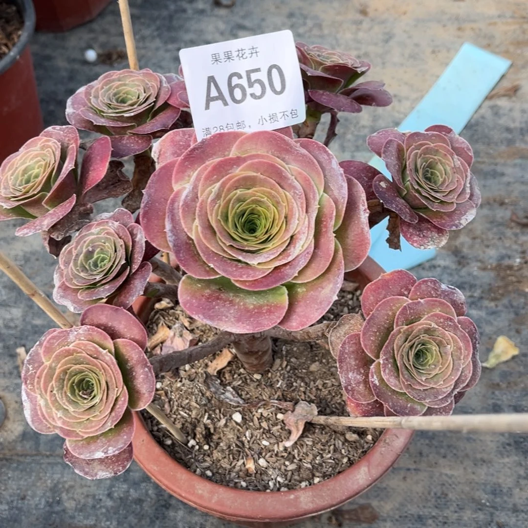 美金玫瑰650多肉法师